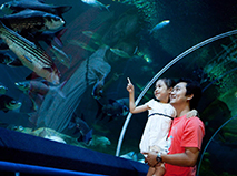 【泰国-芭堤雅 】芭堤雅海底世界门票